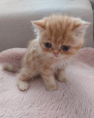 Gattino Persiano Esotico