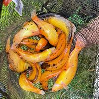 Tinca gold
