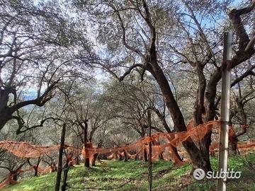 Uliveto terrazzato