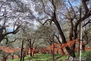 Uliveto terrazzato