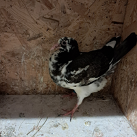 Colombi viagiatori di una buona rassa