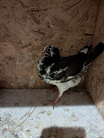 Colombi viagiatori di una buona rassa