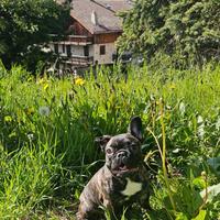 Bulldog francese Femmina 6 mesi Pedigree ENCI