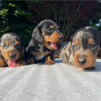 Disponibili cuccioli di bassotto nani e kaninchen