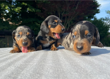 Disponibili cuccioli di bassotto nani e kaninchen