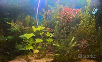 piante d'acquario tropicale acqua dolce 