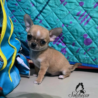 Cuccioli di chihuahua con pedigree Enci