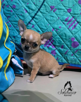 Cuccioli di chihuahua con pedigree Enci