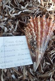 conchiglia bivalva gigante Mediterraneo 