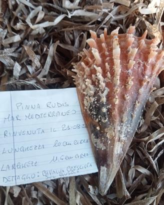 conchiglia bivalva gigante Mediterraneo 
