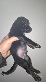 Cucciolo pincher nano