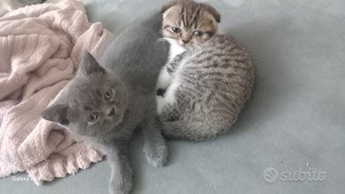 Schottich Straight e Scottich Fold