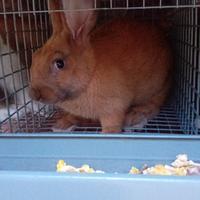 Conigli da Compagnia e da ingrasso