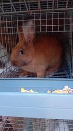 Conigli da Compagnia e da ingrasso