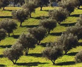 Terreno Agricolo Venafro [VF RNNC3820 - 34VRG]