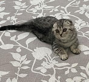 Gatto femmina scottish fold