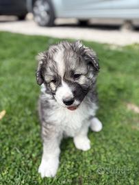 Cuccioli maremmano/lagorai