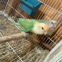 Coppia Calopsite e inseparabili