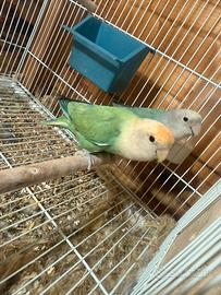 Coppia Calopsite e inseparabili