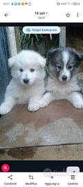 Cuccioli husky e maremmano