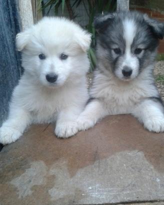 Cuccioli husky e maremmano