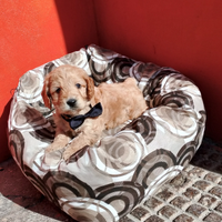 Barboncino Maltipoo Toy Maschio