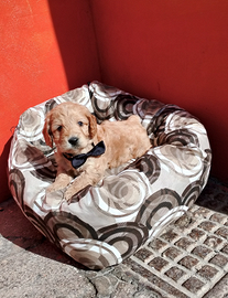 Barboncino Maltipoo Toy Maschio