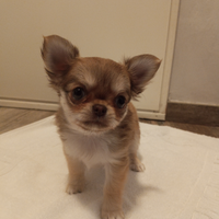 Chihuahua