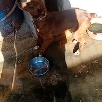 Cane da caccia al cinghiale