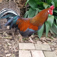 Gallo e gallina ruspanti