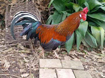 Gallo e gallina ruspanti