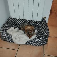 Yorkshire per accoppiamento