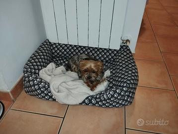 Yorkshire per accoppiamento