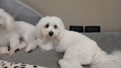 Maltese con pedigreel x monta