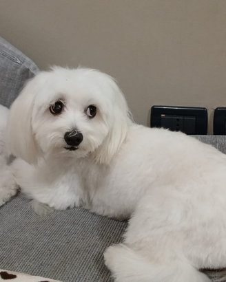 Maltese con pedigreel x monta