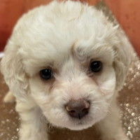 Lagotto romagnolo