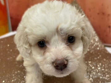 Lagotto romagnolo