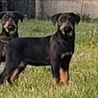 Rottweiler cucciole pedigree ENCI