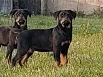 Rottweiler cucciole pedigree ENCI