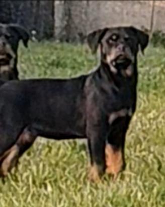 Rottweiler cucciole pedigree ENCI
