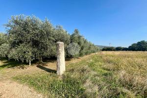 TER. AGRICOLO A RIVOLI VERONESE