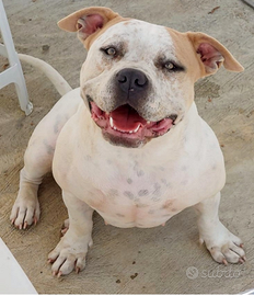 American bully femmina x monta