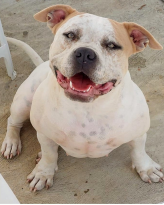 American bully femmina x monta