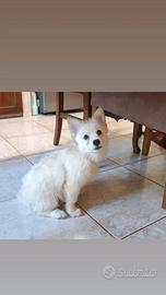 Pomsky