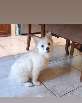 Pomsky