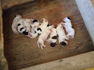 Cucciolata Setter Inglese