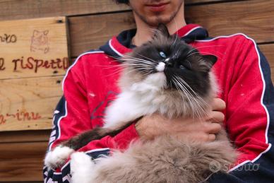 Ragdoll cuccioli con pedigree