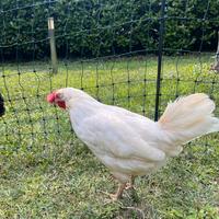 Gallina