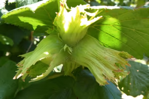 Noccioleto Pianeggiante