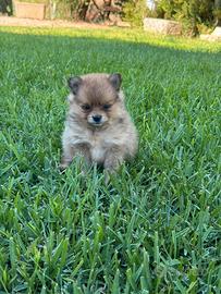 Spitz Pomerania
